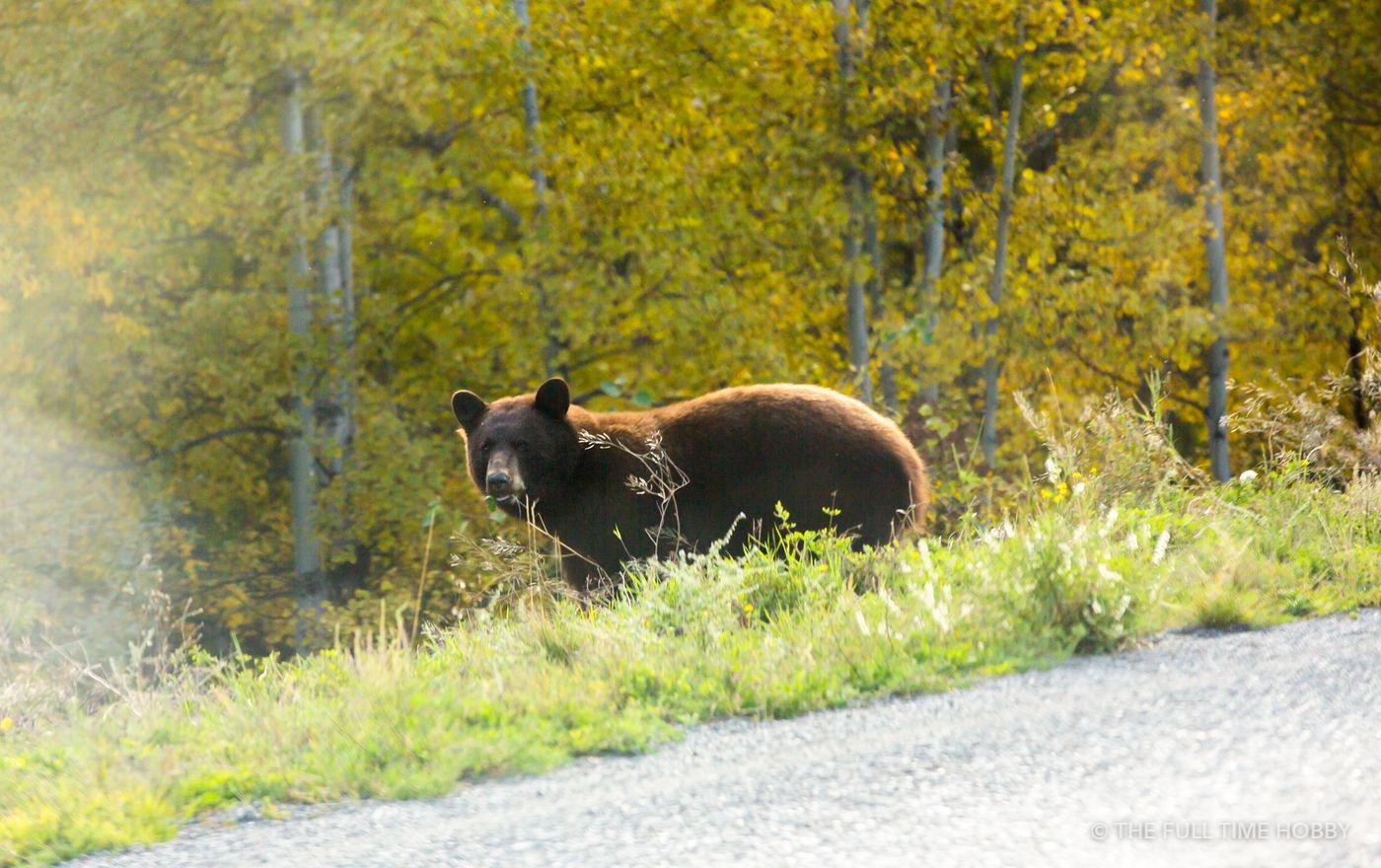Black Bear in Autumn, Chilcotin, BC