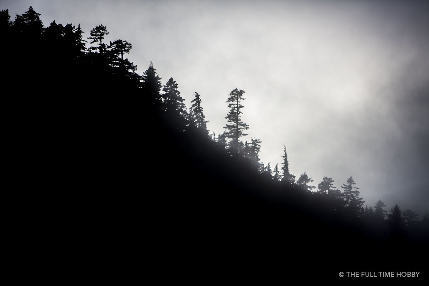 Dark Forest Silhouette, Whistler, BC