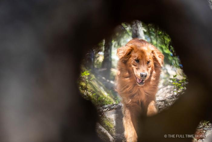 Dog Through a Log, Whistler, Pemberton and Squamish, BC