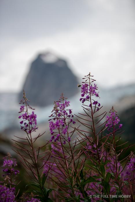 Fireweed and a Granite Wall, Bugaboo Provincial Park, BC