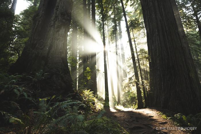 Forest Sunbeams, Oregon Coast, Oregon