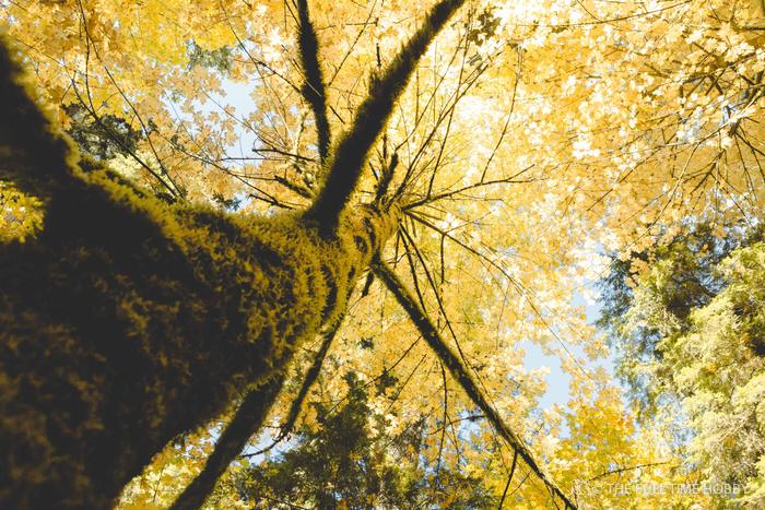 Golden Autumn Canopy, Tofino, BC