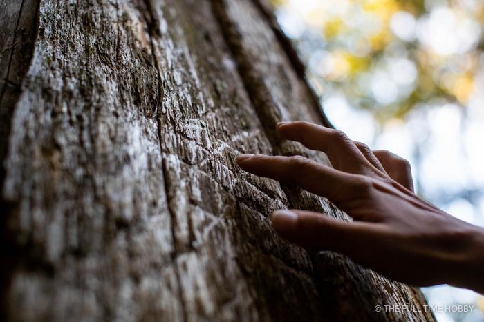 Hand on Old-Growth Bark, Whistler, Pemberton and Squamish, BC