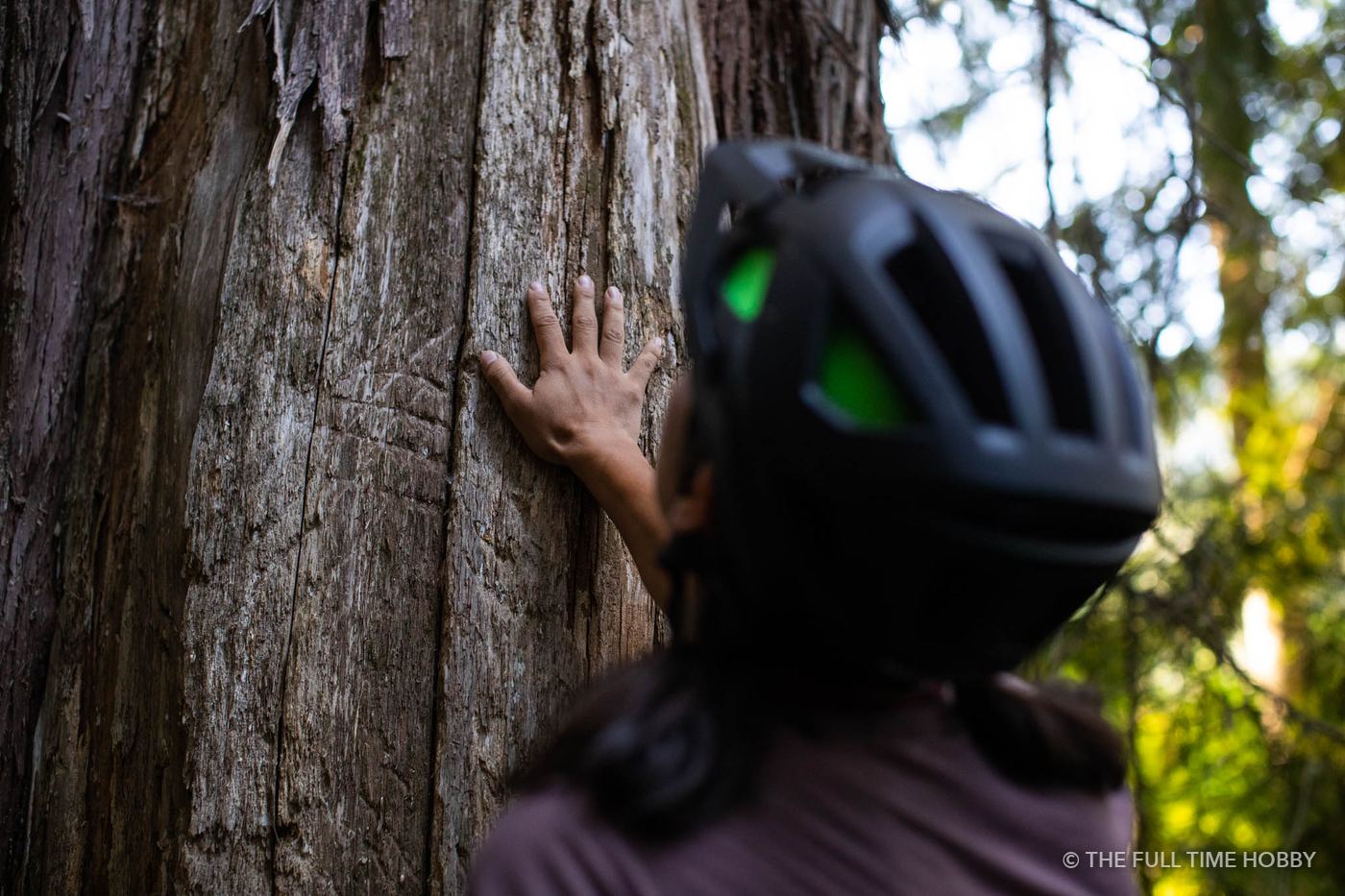 Hand on the Old Growth, Whistler, Pemberton and Squamish, BC