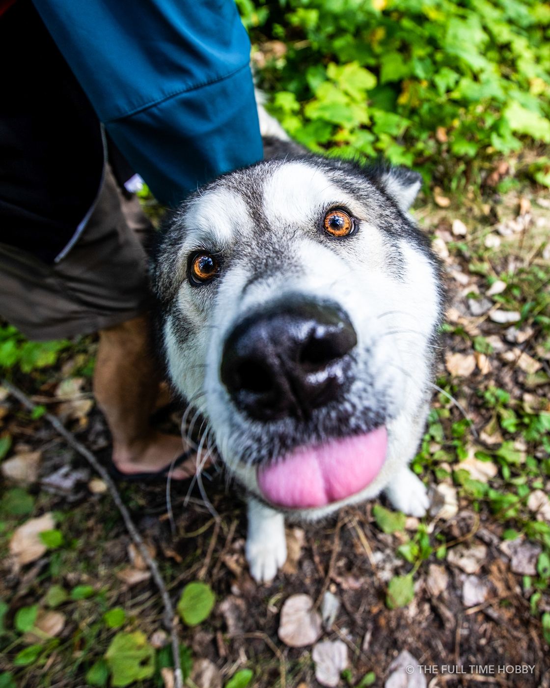 Husky Nose Close-Up, Whistler area, BC