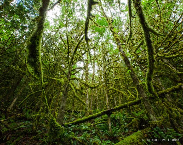 Mossy Rainforest, Sasquatch Provincial Park, BC