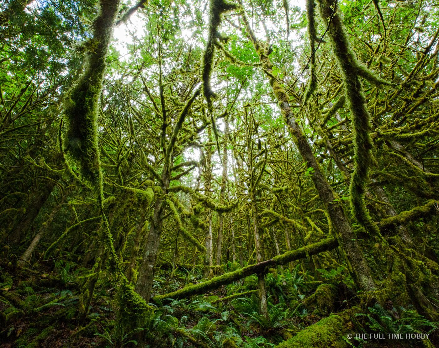Mossy Rainforest, Sasquatch Provincial Park, BC