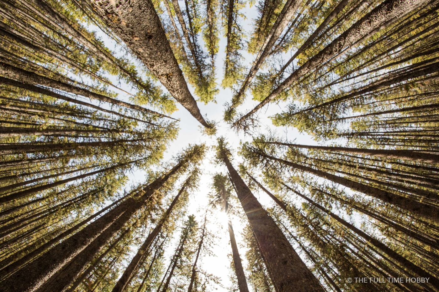 Old-Growth Canopy From Below, Ram Falls, Alberta