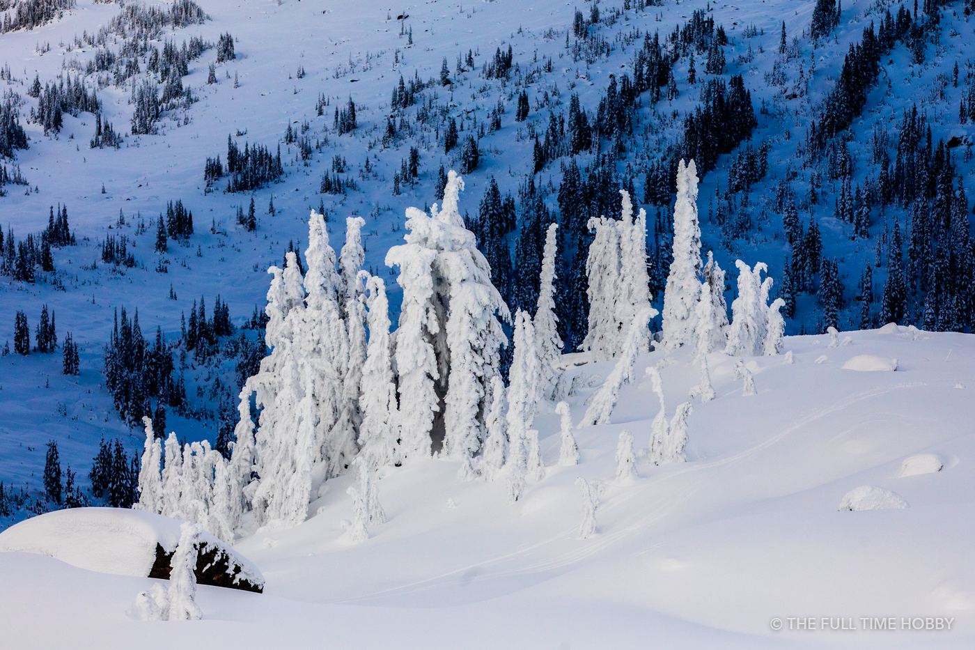 Snow Ghosts at First Light, Whistler, BC
