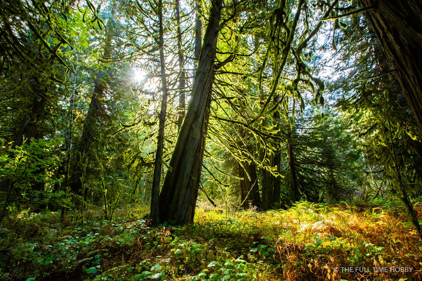 Sunlit Forest Floor, Bella Coola, BC