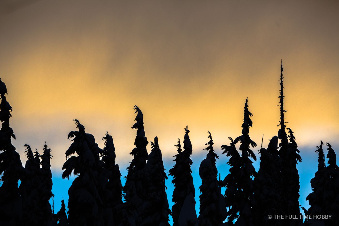 Tree Silhouettes at Sunset, Duffey Lake Provincial Park, BC